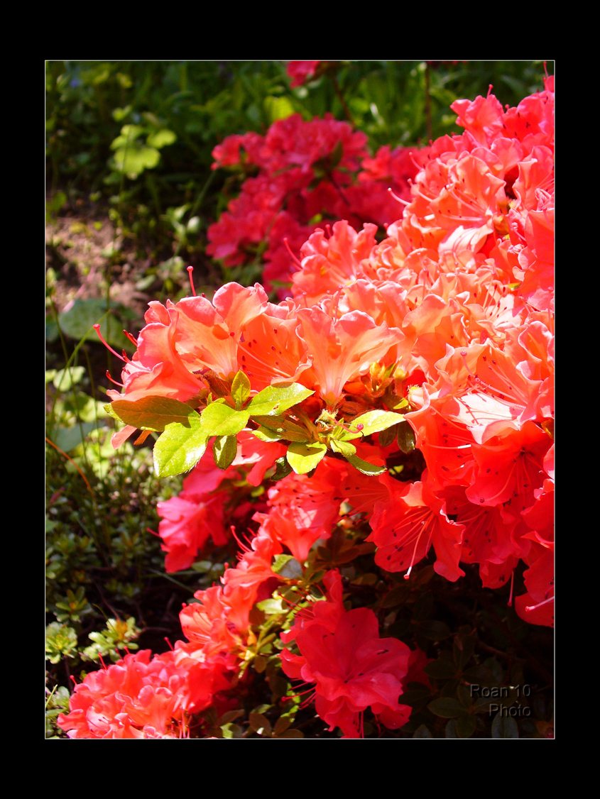 p1040030_hf
